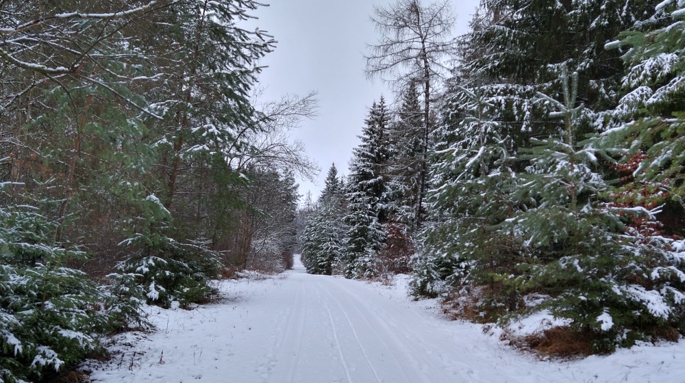 Winterwald